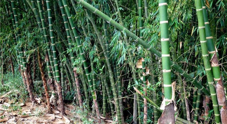 আজ বিশ্ব বাঁশ দিবস